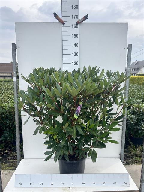 rhododendron ponticum