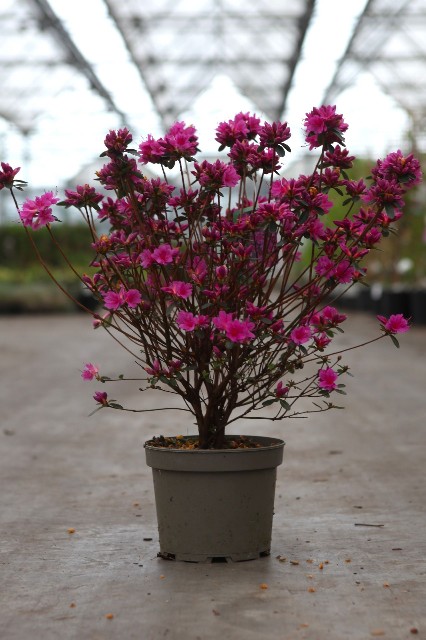 azalea japonica