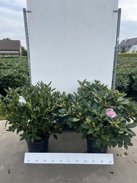 rhododendron hybride