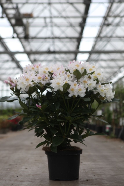 rhododendron hybride