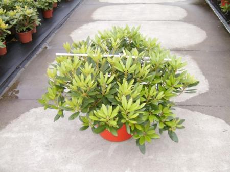 rhododendron hybride