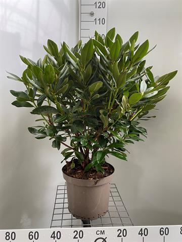 rhododendron hybride