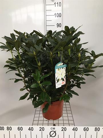 rhododendron hybride