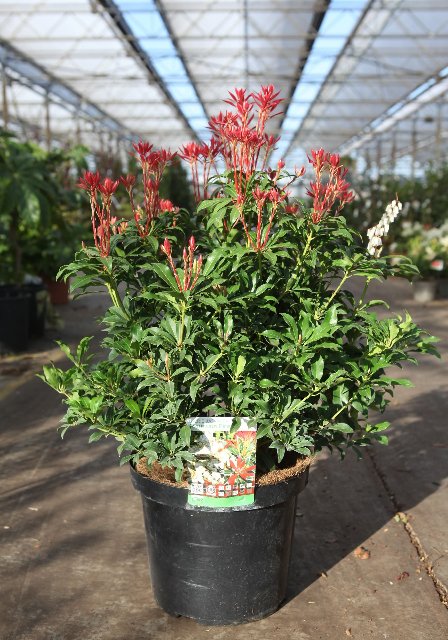pieris