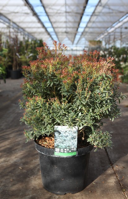 pieris