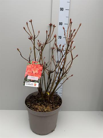 azalea mollis