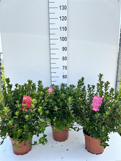 azalea japonica