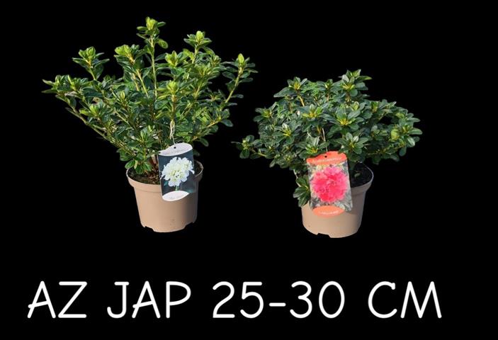 azalea japonica
