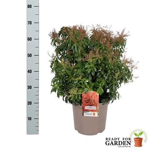 pieris