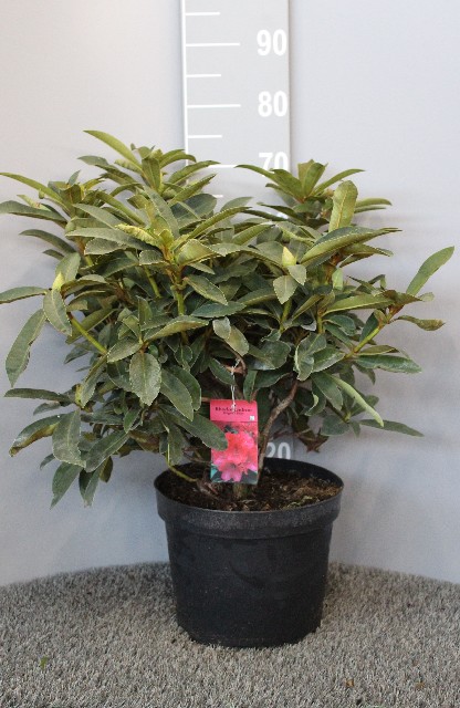 rhododendron hybride