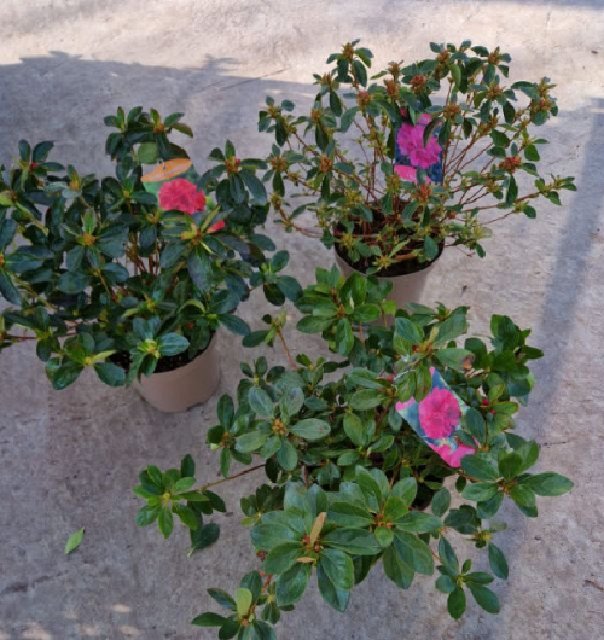 azalea japonica