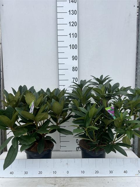 rhododendron hybride