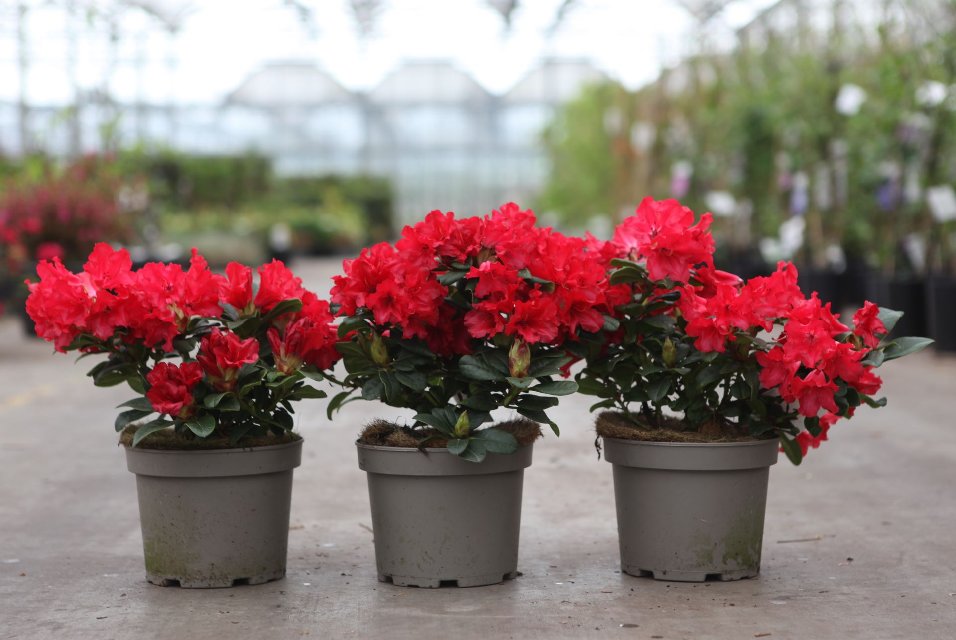 rhododendron nain