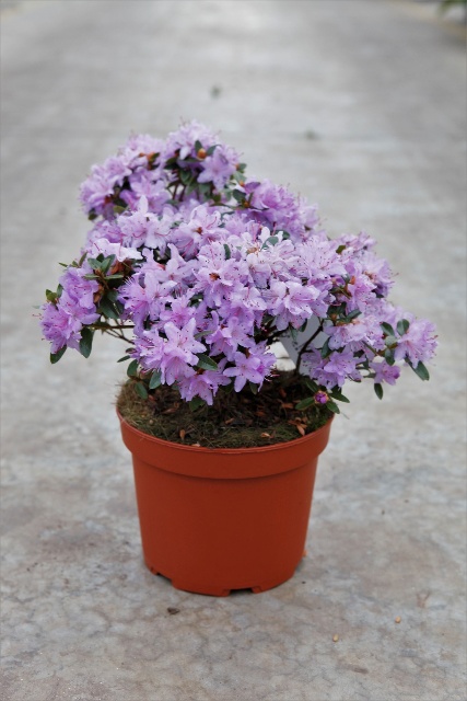 rhododendron nain