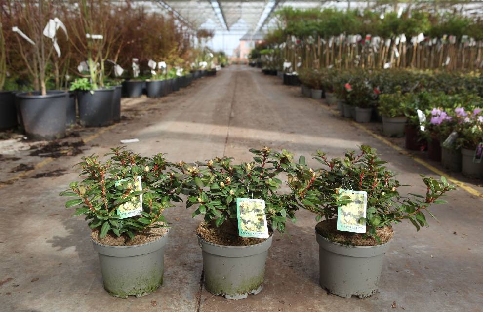 Rhododendron nain
