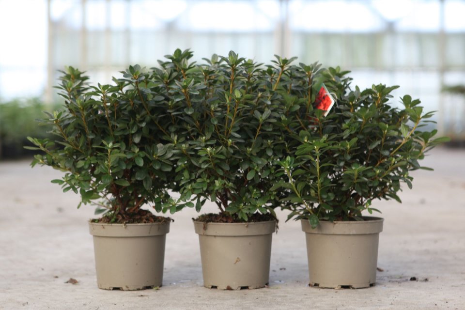 azalea japonica