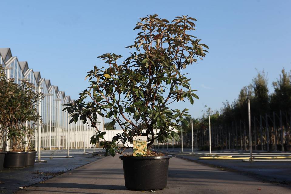 azalea mollis