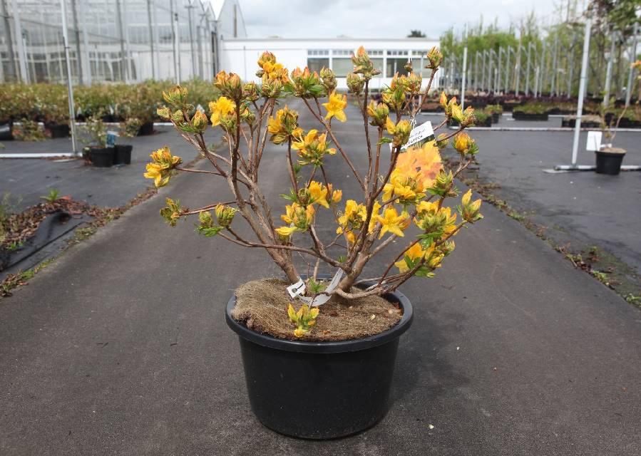 azalea mollis