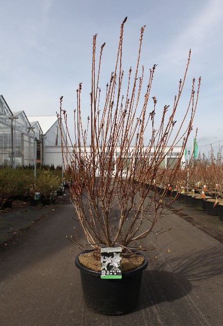 azalea mollis