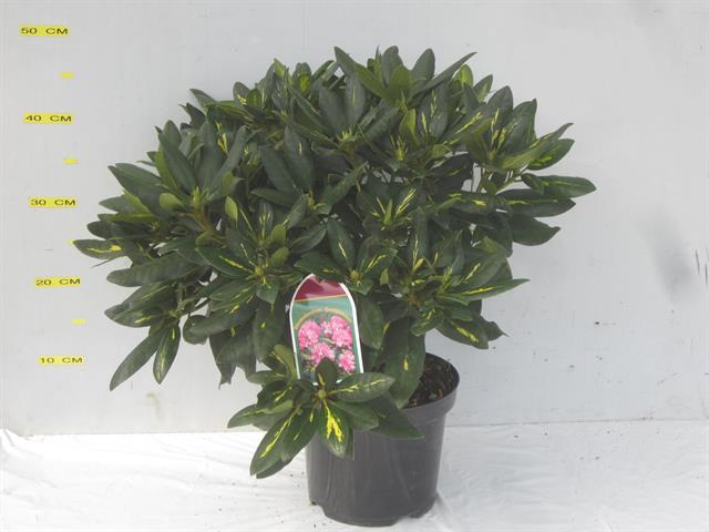 Rhododendron