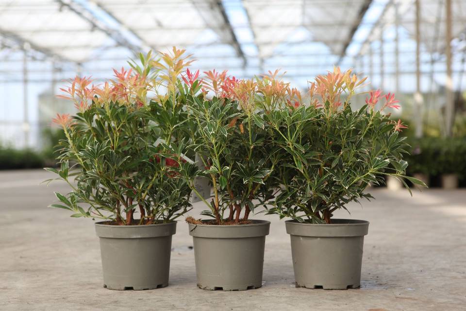 Pieris
