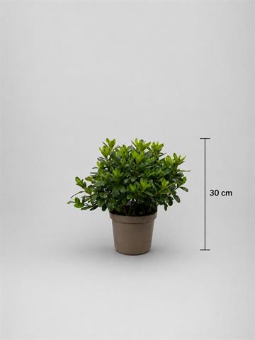 Azalea japonica