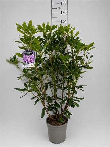 rhodo az. japonica az. mollis pieris