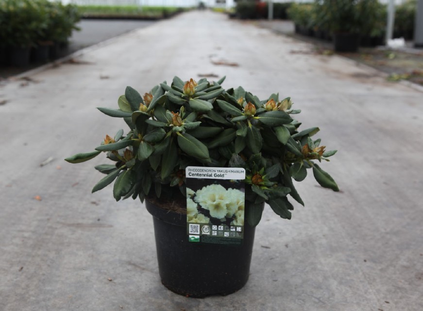 Rhododendron yakushimanum