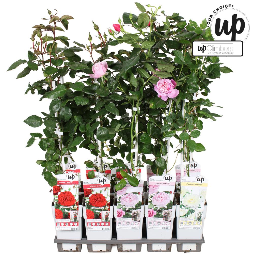 rosa