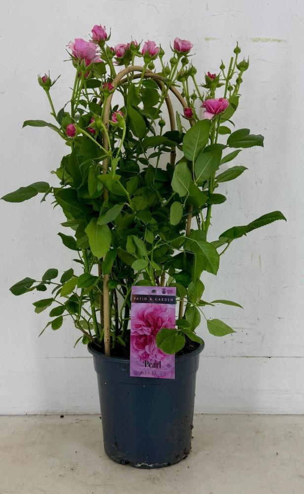 rosa