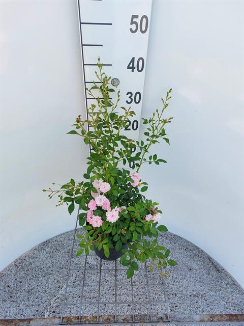 rosiers buisson tige grimpant