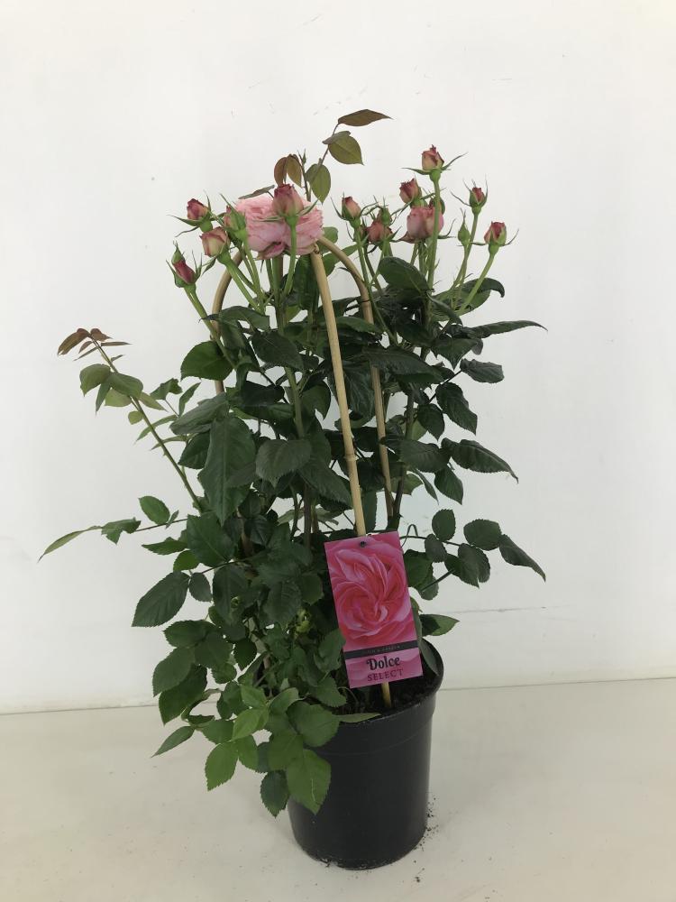 rosa