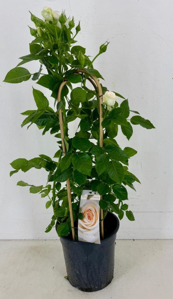 rosa