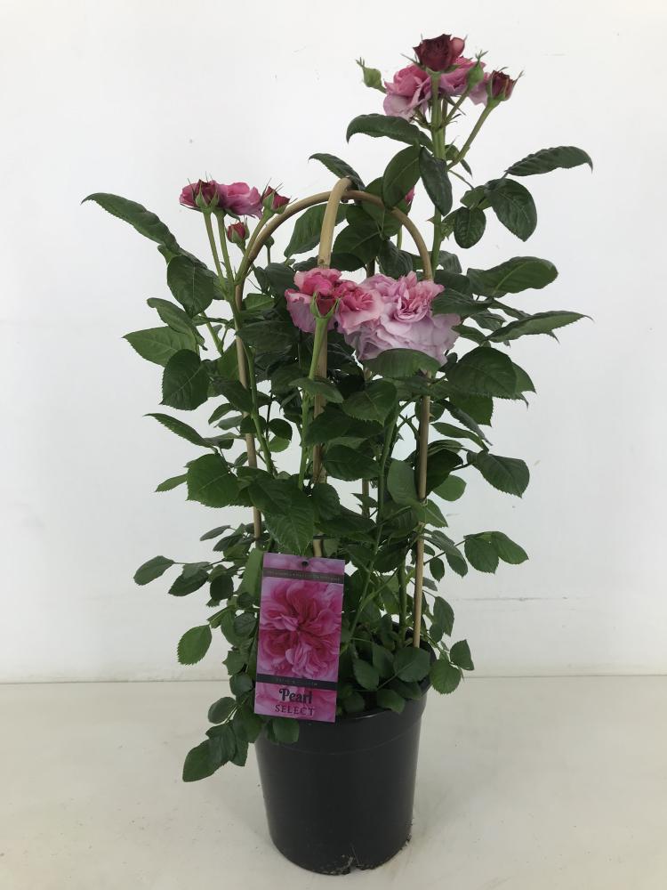 rosa
