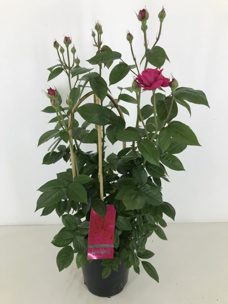 rosa