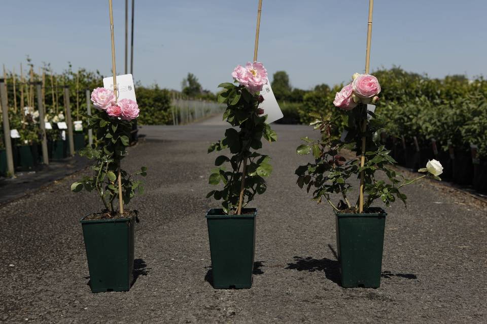 Rosa - grimpant