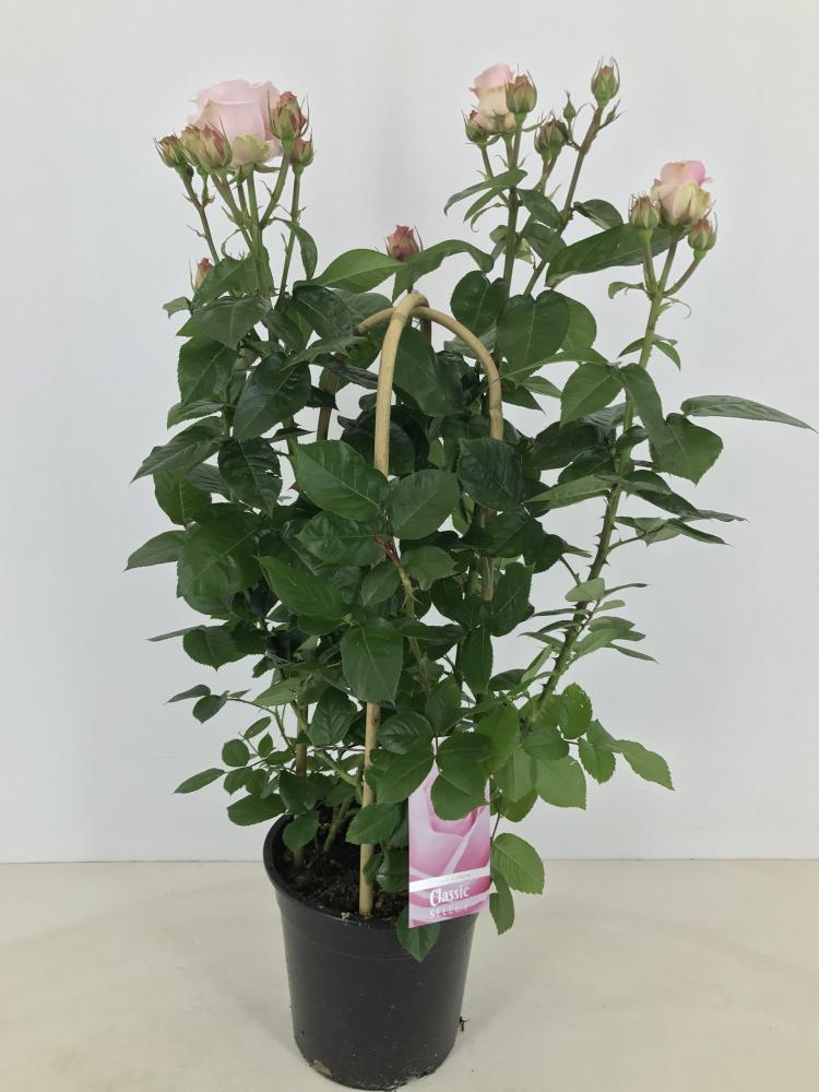 rosa