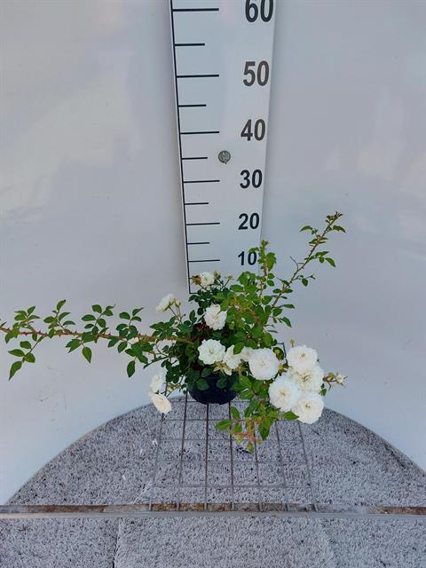 Rosa - buisson