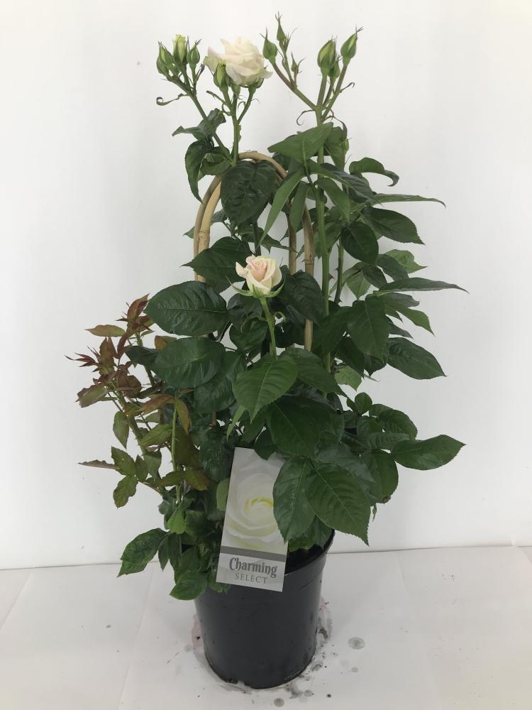 rosa