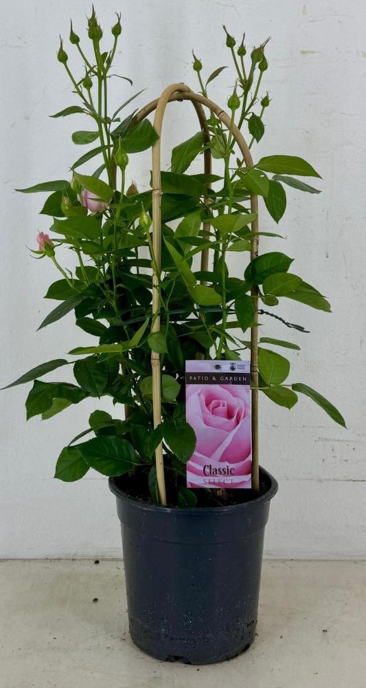 rosa