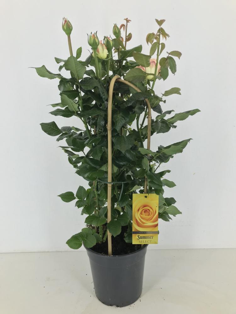 rosa
