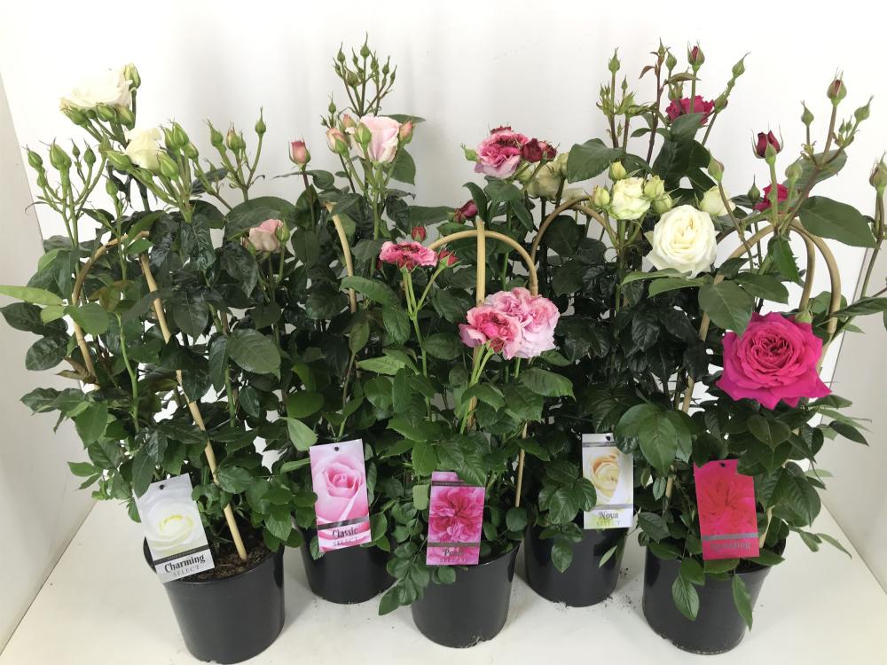 rosa