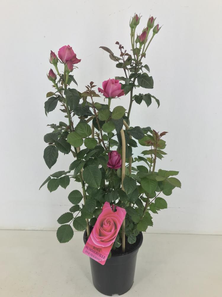 rosa