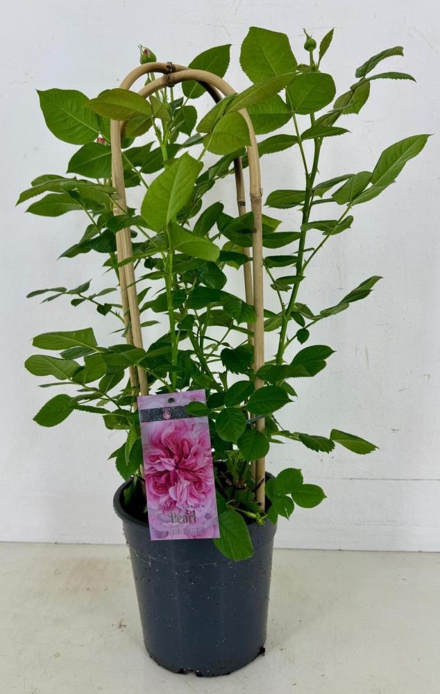 rosiers buisson tige grimpant