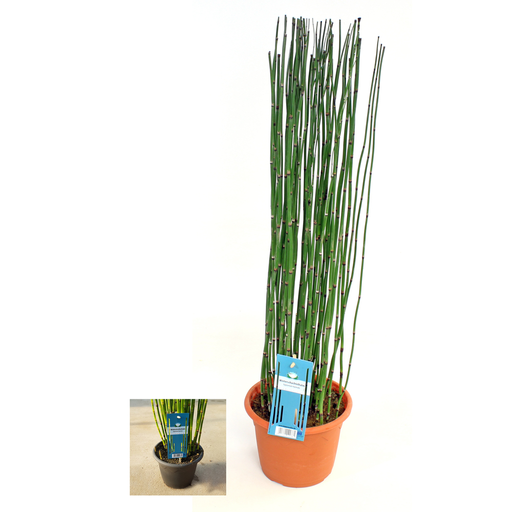equisetum hyemale var. robustum