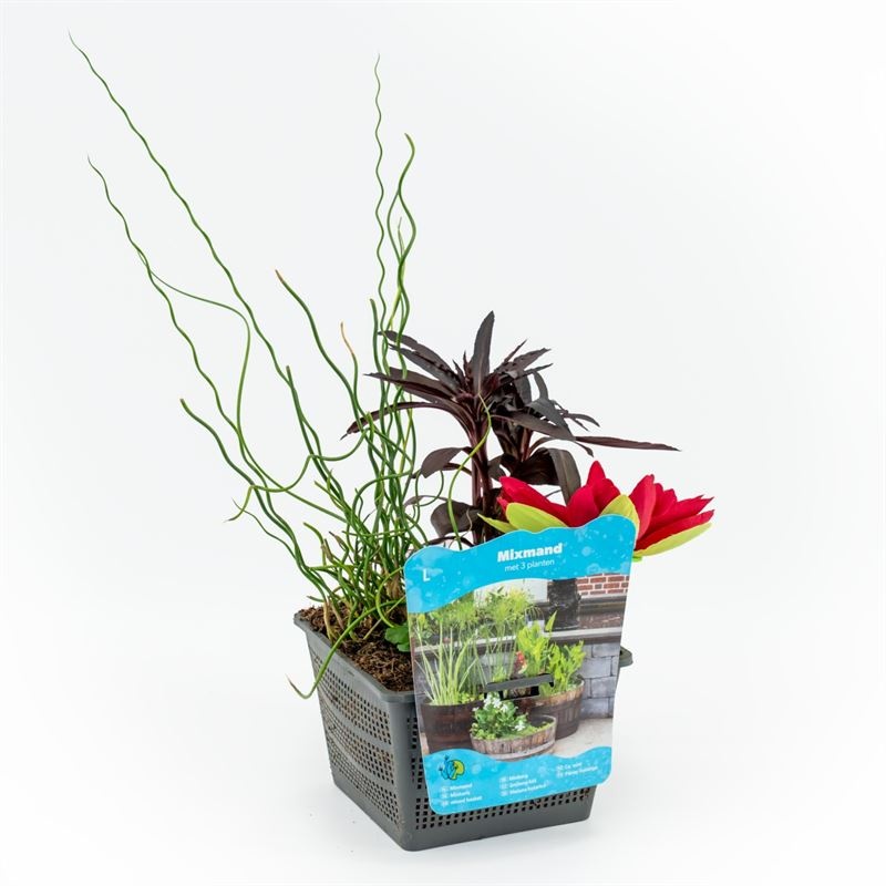 plantes aquatiques