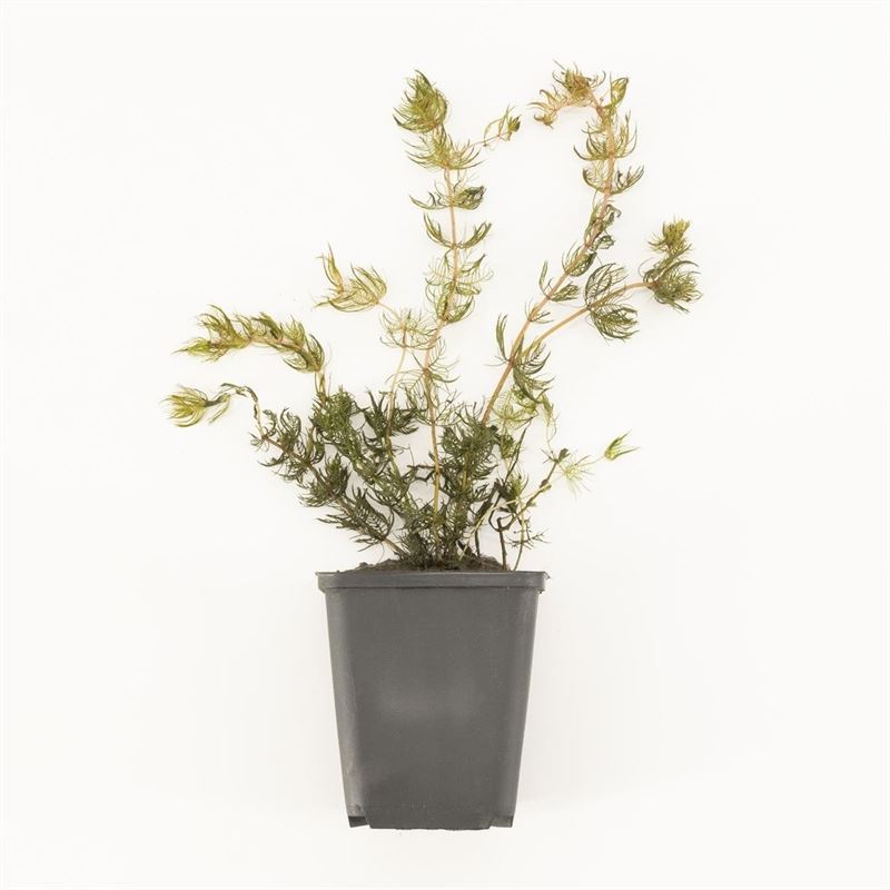 Myriophyllum