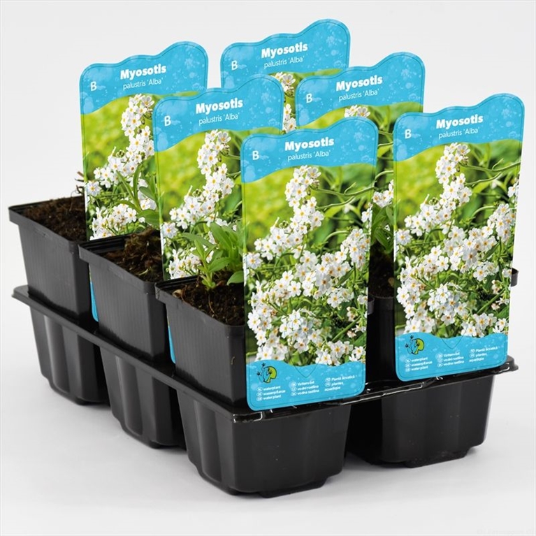 Myosotis