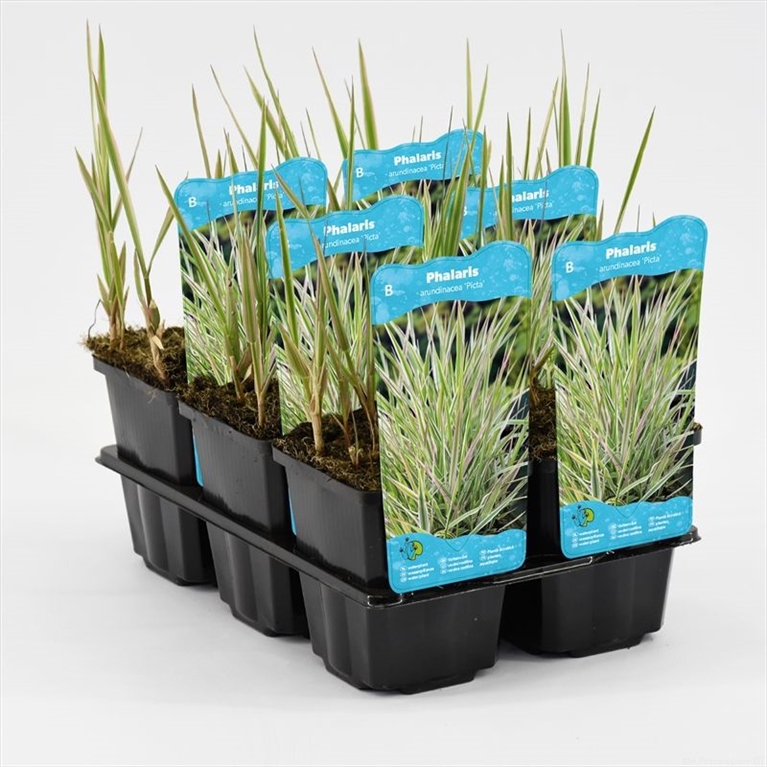 Phalaris