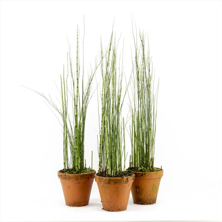 equisetum